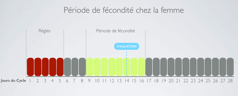 Cycle de fertilité